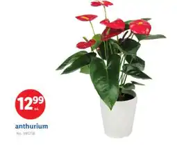 Lidl anthurium offer