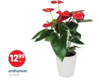 Lidl anthurium offer