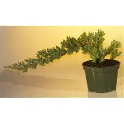 Walmart Pre Bonsai Juniper Bonsai Tree - Juniper Procumbens Nana - Small offer