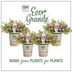 Walmart Proven Winners 4.25 in. Eco+Grande, Snowstorm Rose Bacopa (Sutera) Live Plant, Pink Flowers (4-Pack) offer