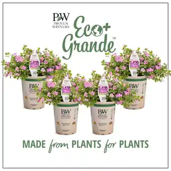 Walmart Proven Winners 4.25 in. Eco+Grande, Snowstorm Rose Bacopa (Sutera) Live Plant, Pink Flowers (4-Pack) offer