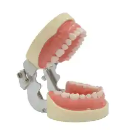 Walmart Milue Typodont Teeth Model Practice Typodont Model with Removable Teeth offer