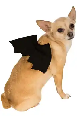 Walmart Bat Wings Pet Costume Generic Small Medium Adult Unisex Black Fancy Dress Party Book Week Halloween offer