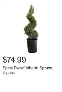 Costco Spiral Dwarf Alberta Spruce, 3-pack offer