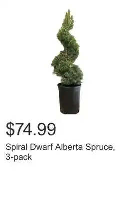 Costco Spiral Dwarf Alberta Spruce, 3-pack offer