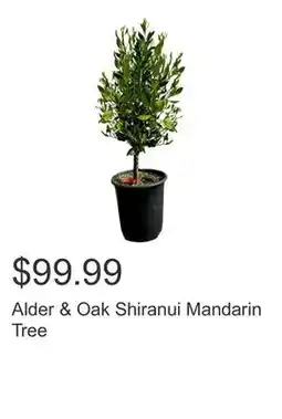 Costco Alder & Oak Shiranui Mandarin Tree offer