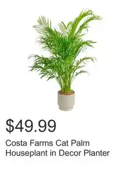 Costco Costa Farms Cat Palm Houseplant in Decor Planter offer
