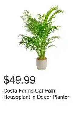 Costco Costa Farms Cat Palm Houseplant in Decor Planter offer