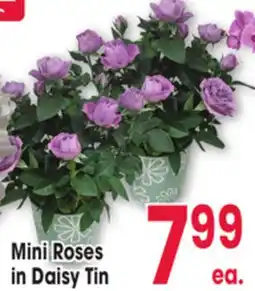 Jewel-Osco Roses Mini Roses in Daisy Tin offer