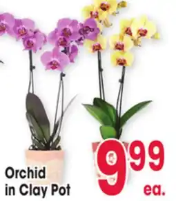 Jewel-Osco Orchid in Clay Pot offer