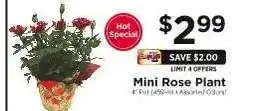 ShopRite Mini Rose Plant offer