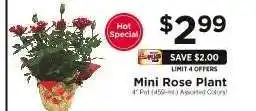 ShopRite Mini Rose Plant offer