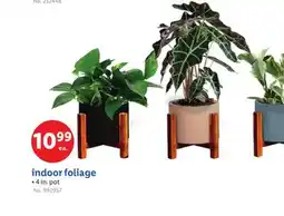 Lidl indoor foliage offer