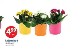 Lidl kalanchoe offer