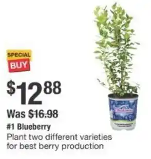 The Home Depot Blueberry offer