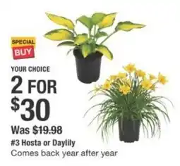 The Home Depot Hosta or Daylily offer