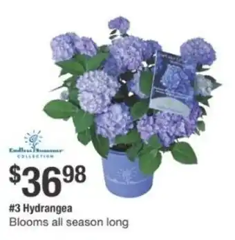The Home Depot Hydrangea offer