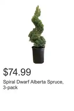 Costco Spiral Dwarf Alberta Spruce, 3-pack offer