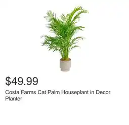 Costco Costa Farms Cat Palm Houseplant in Decor Planter offer