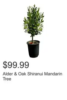 Costco Alder & Oak Shiranui Mandarin Tree offer