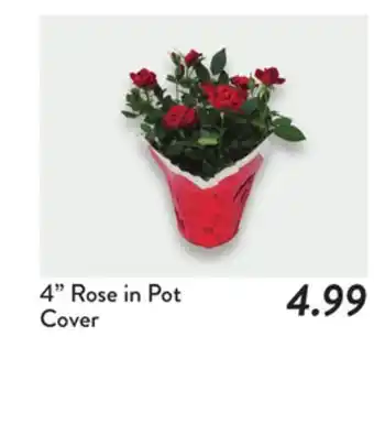 Fresh Thyme 4 Rose in Pot Cover offer
