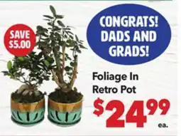 Vallarta Supermarkets Foliage In Retro Pot offer