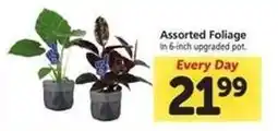 Safeway Assorted Foliage offer