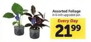 Safeway Assorted Foliage offer