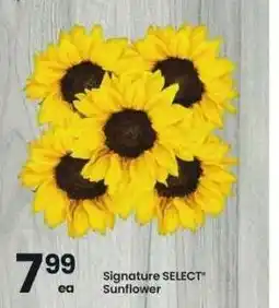 Albertsons Signature SELECT Sunflower offer
