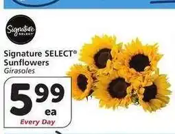 Albertsons Signature SELECT Sunflowers - Girasoles offer
