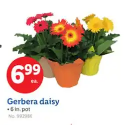 Lidl Gerbera daisy offer