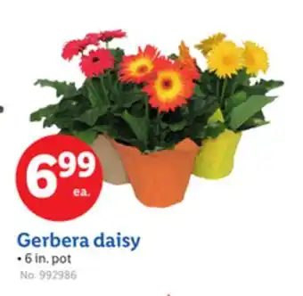 Lidl Gerbera daisy offer