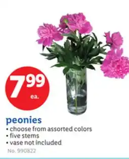 Lidl peonies offer