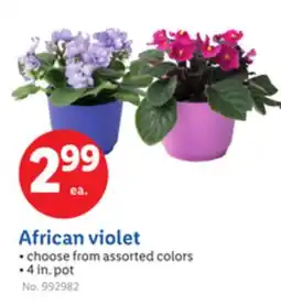 Lidl African violet offer