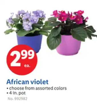 Lidl African violet offer