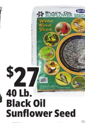 Ocean State Job Lot 40 Lb. Black Oil Sunflower Seed offer