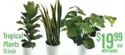 Chief Supermarket Tropical plants offer