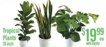 Chief Supermarket Tropical plants offer