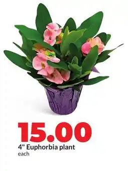 Hy-Vee 4 Euphorbia plant offer