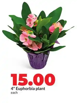 Hy-Vee 4 Euphorbia plant offer