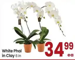 Albertsons White phal in clay offer