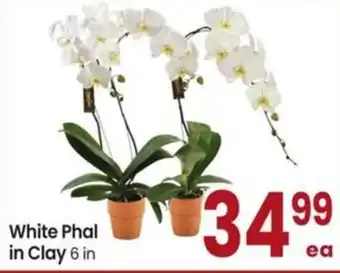 Albertsons White phal in clay offer