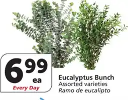 Albertsons Eucalyptus Bunch offer