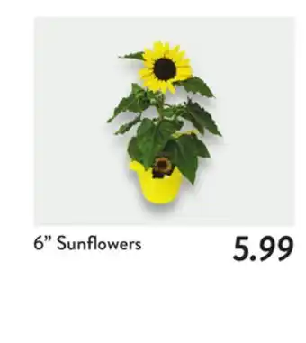 Fresh Thyme 6 Sunflowers offer