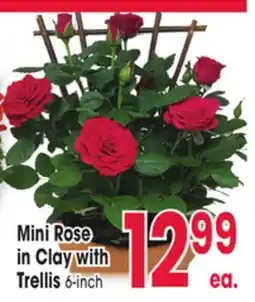 Jewel-Osco Mini Rose in Clay with Trellis offer
