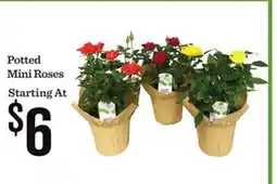 Mariano's Potted Mini Roses offer