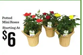 Mariano's Potted Mini Roses offer