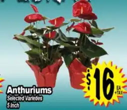 Superior Grocers Anthuriums offer