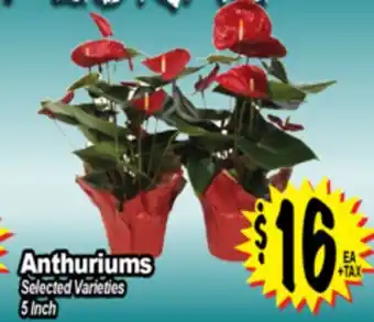 Superior Grocers Anthuriums offer
