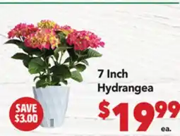 Vallarta Supermarkets 7 Inch Hydrangea offer